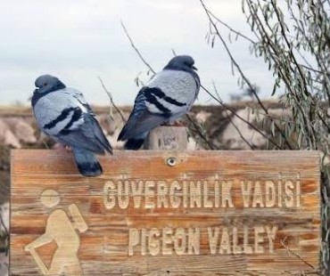 pigeonvalley