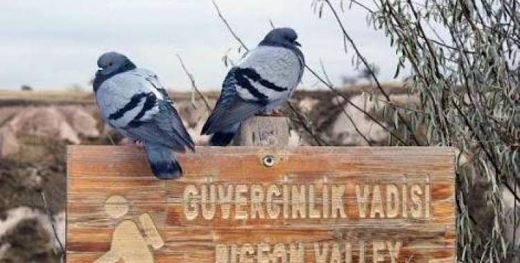pigeonvalley